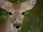 Aransas National Wildlife Refuge
