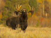 Grand Teton National Park