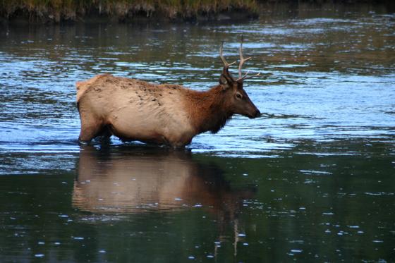 yellowstone