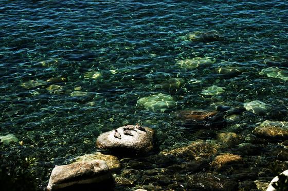 tahoe national forrest