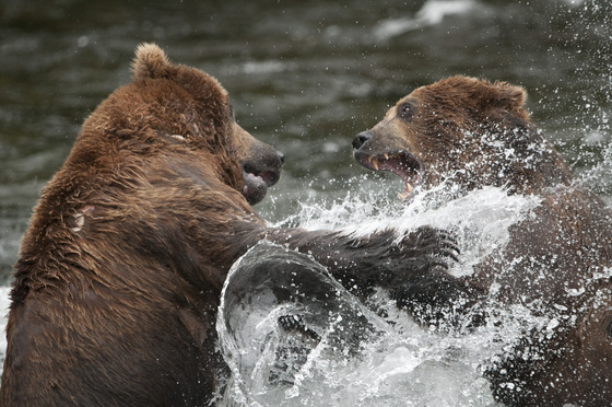 Katmai National Park & Preserve