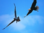 Merritt Island Wildlife Refuge
