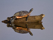 Blackwater National Wildlife Refuge
