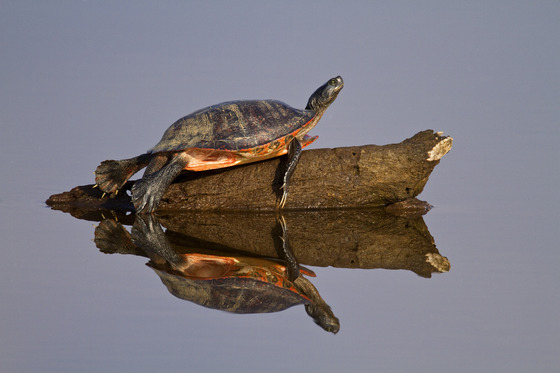 Blackwater National Wildlife Refuge
