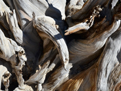 Ancient Bristlecone Pine Forest