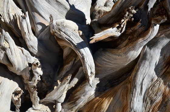 Ancient Bristlecone Pine Forest