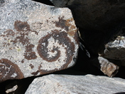 Toiyabe National Forest