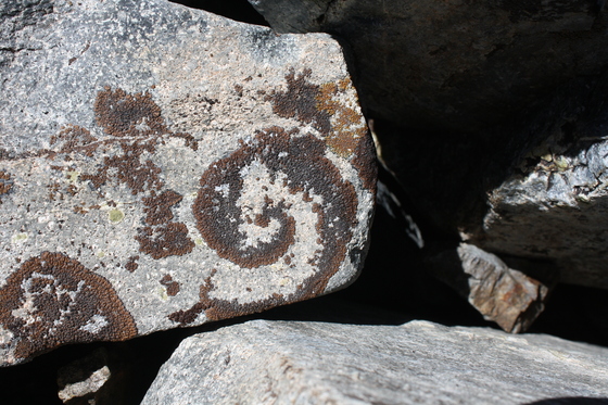 Toiyabe National Forest