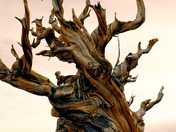 Ancient Bristlecone National Park