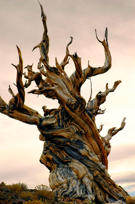 Ancient Bristlecone National Park