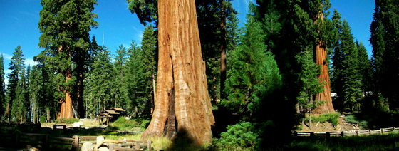 Sequoia National Park