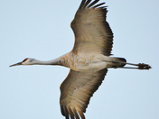 Bosque del Apache NWR