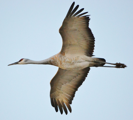 Bosque del Apache NWR