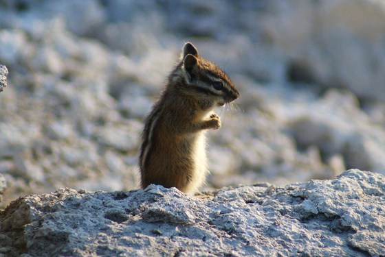 Yellowstone National Park