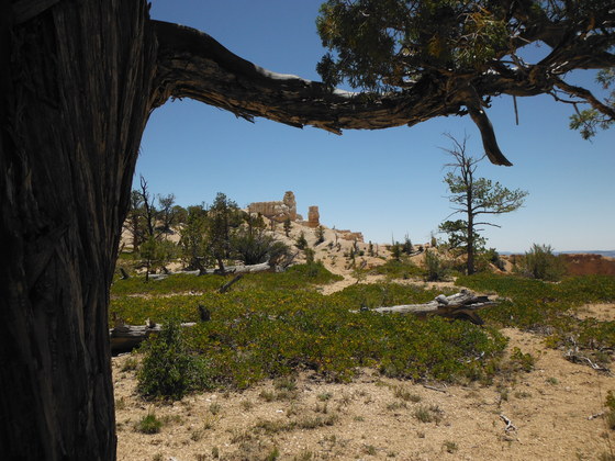 BRYCE CANYON