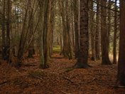 WALK THROUGH THE CEDARS