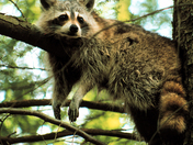 Great Smoky Mountains NP