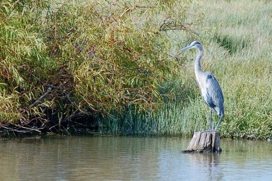 Blackwater NWR