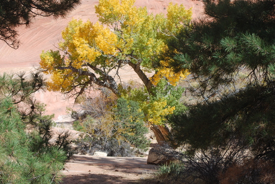 Zion National Park