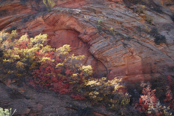 Zion National Park