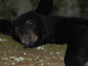 Ocala National Forest