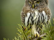 Norther Pygmy Owl