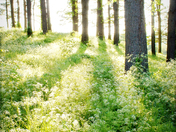 Vanderbilt Mansion National Historic Site