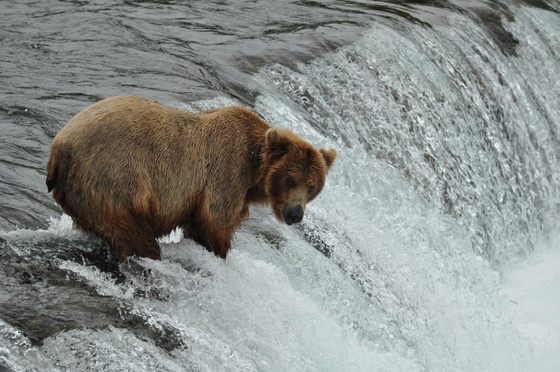 Katmai National Park