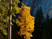 Yosemite National Park