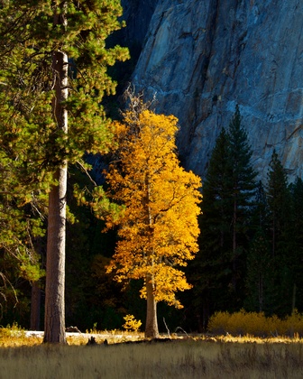 Yosemite National Park