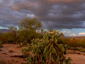 Saguaro National Park
