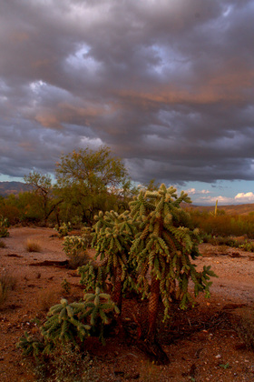 Saguaro National Park
