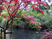 Bright Red, Dreary Day