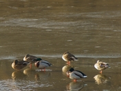 Minnesota Valley National Wildlife Refuge