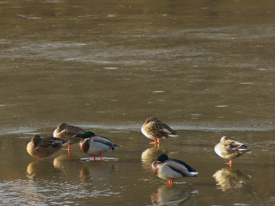 Minnesota Valley National Wildlife Refuge