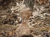 Minnesota Valley National Wildlife Refuge