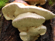 Glacier National Park