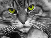 Cat Eyes