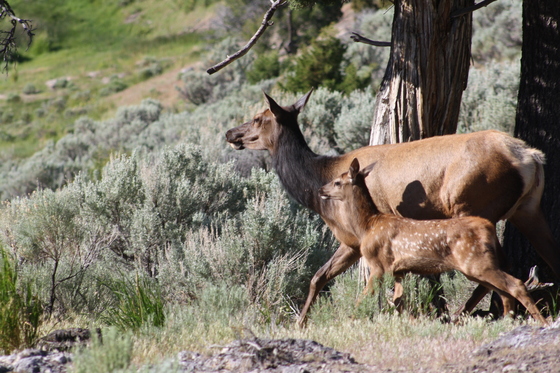 Yellowstone