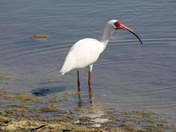 R.N. Darling National Wildlife Refuge