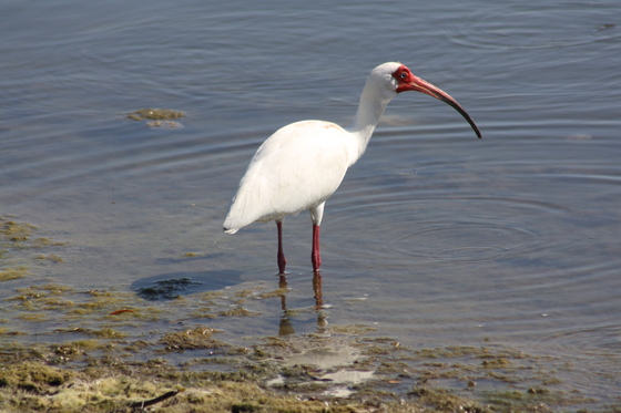 R.N. Darling National Wildlife Refuge