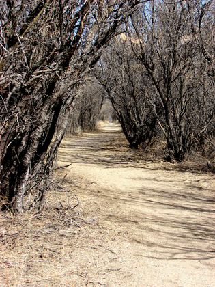 San Pedro Riparian National Conservation Area 
