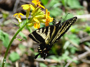 Kings Canyon National Park
