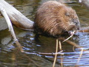 Rocky Mountain Nat'l Park