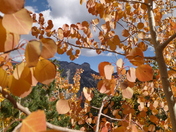 Humbolt-Toiyabe National Forest