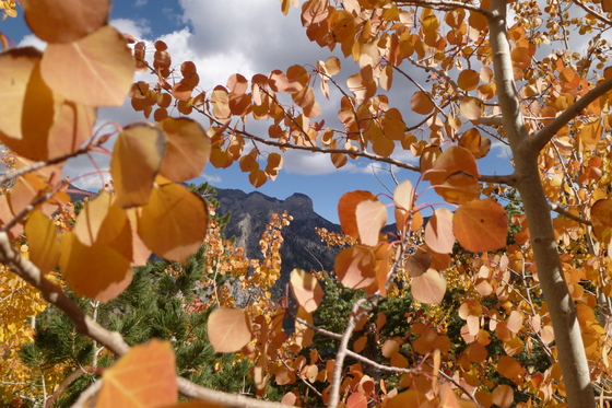 Humbolt-Toiyabe National Forest