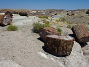 Petrified Forest National Park