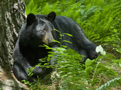 Delaware Water Gap National Recreation Area