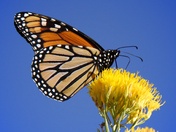 Capitol Reef National Park