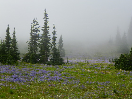rainier